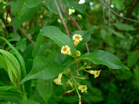 {Thyrsanthella difformis}